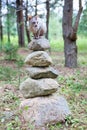 Sphynx cat balancing on top of stone pyramid in evergreen forest Royalty Free Stock Photo