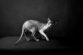 Sphynx cat. Bald cat. Egyptian Cat Royalty Free Stock Photo