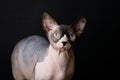 Sphynx cat. Bald cat. Egyptian Cat Royalty Free Stock Photo