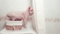 Sphynx cat in a bathroom, funny expression