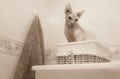Sphynx cat in a bathroom, funny expression