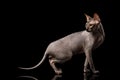 Sphynx Cat on black background Royalty Free Stock Photo
