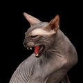 Sphynx Cat on black background Royalty Free Stock Photo