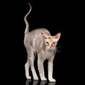 Sphynx Cat with on Black Background