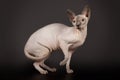 Sphynx cat on black Studio background Royalty Free Stock Photo