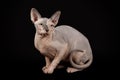 Sphynx cat on black Studio background Royalty Free Stock Photo