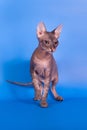 The Sphynx cat on a blue background