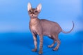 The Sphynx cat on a blue background