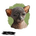 Sphynx cat breed known for lack of coat fur isolated. Digital art illustration of pussy kitten portrait, feline food cover design