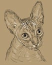 Sphynx cat on brown background