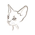 Sphynx cat brown face. Flat style. Design suitable for logo