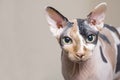 Sphynx cat. Brown cat. Portrait of a cat breed sphynx.