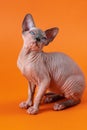 Cute female kitten of color blue mink and white sitting in artistic pose on orange background Royalty Free Stock Photo