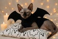 Sphynx cat dressed in bat costume lying on ghost pattern pillow with candles and string lights in cozy setting. concept of Royalty Free Stock Photo