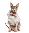 Sphynx cat dressed-up pink, isolated