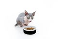 Sphynx cat eating food in a bowl licking its lips. Isolated on white background Royalty Free Stock Photo