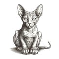 Sphynx cat, engraving style, close-up portrait, black and white drawing, cute fluffy kitten, Royalty Free Stock Photo