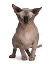 Sphynx cat with eyes closed, 1 year old Royalty Free Stock Photo