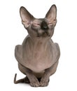 Sphynx cat with eyes closed, 1 year old