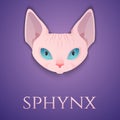 Sphynx cat face