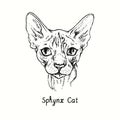 Sphynx Cat face portrait. Ink black and white doodle drawing