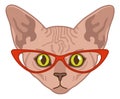 Sphynx cat head. Funny character in red glasses, domestic animal portrait, cute smart pet illustration, trendy adorable