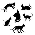 Sphynx cat icons and silhouettes. Royalty Free Stock Photo