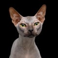 Sphynx Cat on isolated black background Royalty Free Stock Photo