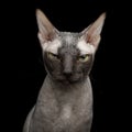 Sphynx Cat on isolated black background Royalty Free Stock Photo