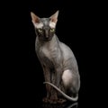 Sphynx Cat on isolated black background Royalty Free Stock Photo