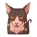 A Sphynx Cat, isolated vector illustration. Cute cartoon picture for children of a serene domestic cat looking at you