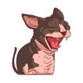 A Sphynx Cat, isolated vector illustration. Cute cartoon picture for children of a yawning hairless cat. Drawn cat sticker