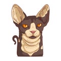 A Sphynx Cat, isolated vector illustration. A drawn animal sticker