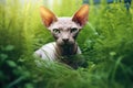 Sphynx Cat Lies In The Beautiful Grass. Generative AI