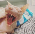 The sphynx cat is yawning Royalty Free Stock Photo