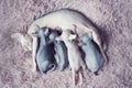 Sphynx cat mom breastfeeds her little babies with milk. Portrait sphynx mother cat in pink fur blanket. Naked hairless