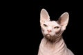 Sphynx cat portrait on black background Royalty Free Stock Photo