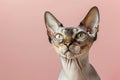 Sphynx cat portrait on pink background, minimalist style, isolated egyptian feline Royalty Free Stock Photo