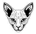Sphynx cat portrait sketch hand drawn in engraved style Vector Royalty Free Stock Photo