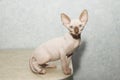 Sphynx cat poses for a photo shoot Royalty Free Stock Photo