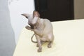 Sphynx cat poses for a photo shoot Royalty Free Stock Photo