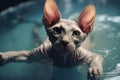 Portrait of a Sphynx cat in a swimming pool.