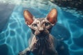 Portrait of a Sphynx cat in a swimming pool.