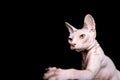 Sphynx cat raising paw on black background Royalty Free Stock Photo