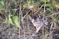 Sphynx cat sits in a willow bush in nature while walking on a summer day Royalty Free Stock Photo