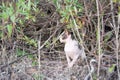 Sphynx cat sits in a willow bush in nature while walking on a summer day