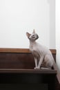 Sphynx cat sitting on the stairs