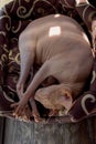 Sphynx cat sleeping