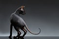 Sphynx Cat Stands and Looking back on Black Royalty Free Stock Photo