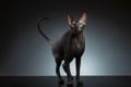 Sphynx Cat Stands and squints Looking up on Black Royalty Free Stock Photo